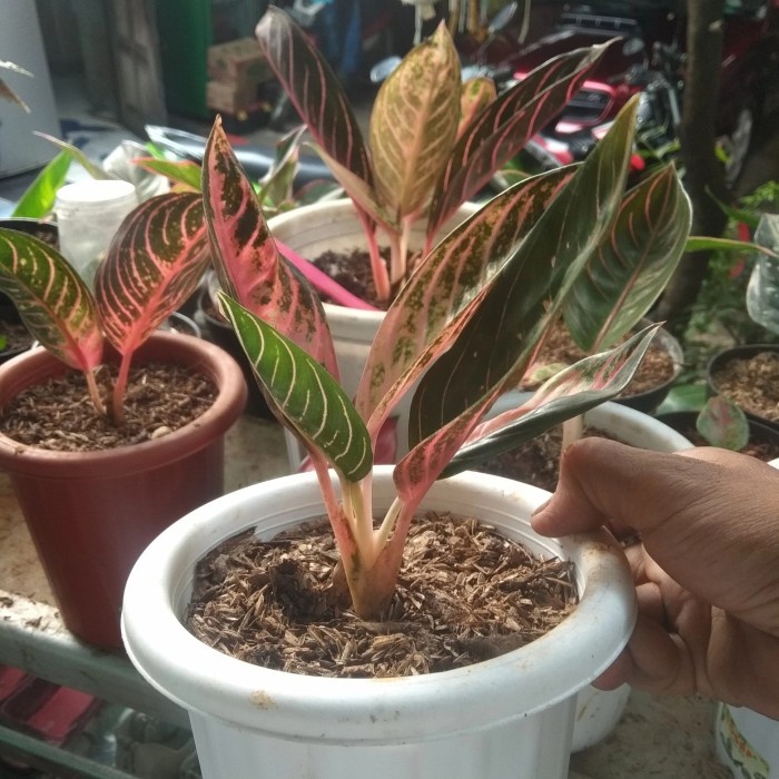 PROMO TANAMAN HIAS AGLONEMA RED SUMATRA REMAJA TERMURAH