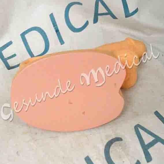 Replika Anatomi Organ Kelamin Pria Alat Peraga Kedokteran