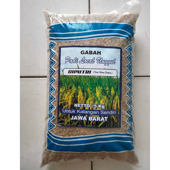 Best seller Benih bibit padi ciputri / ciherang malay panjang kemasan 5kg 0M8