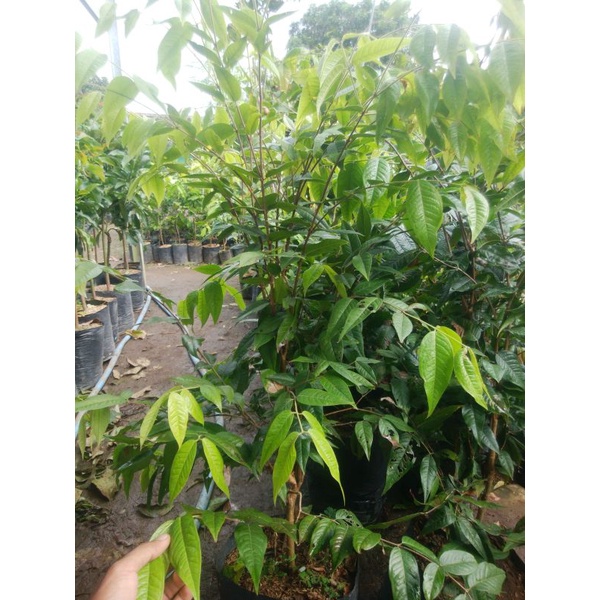 

anggur Brazil white jabo