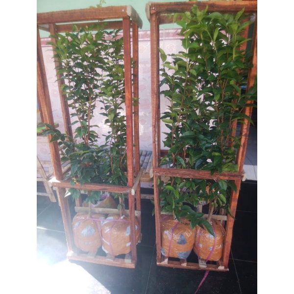 ANGGUR BRAZIL ESCARLATE