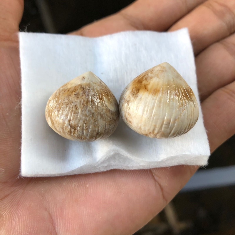 Batu Kelapa Asli Kalimantan batu dari Dalam Buah Kelapa Perpasang