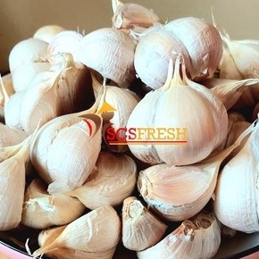 

↔Harga Termurah 67SON Bawang Putih Kating Bersih 1 Kg E90 ✿Terbaru