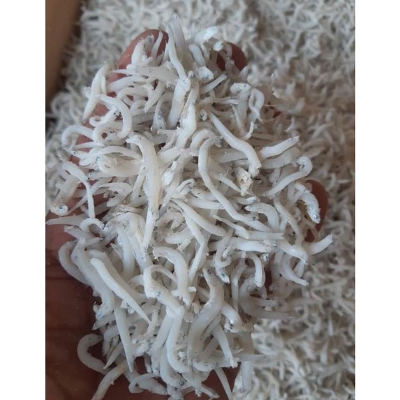 

ikan asin teri Medan/ teri nasi putih ; 250 gram ㊣