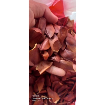 BIJI MAHONI/BUAH MAHONI/MAUNI