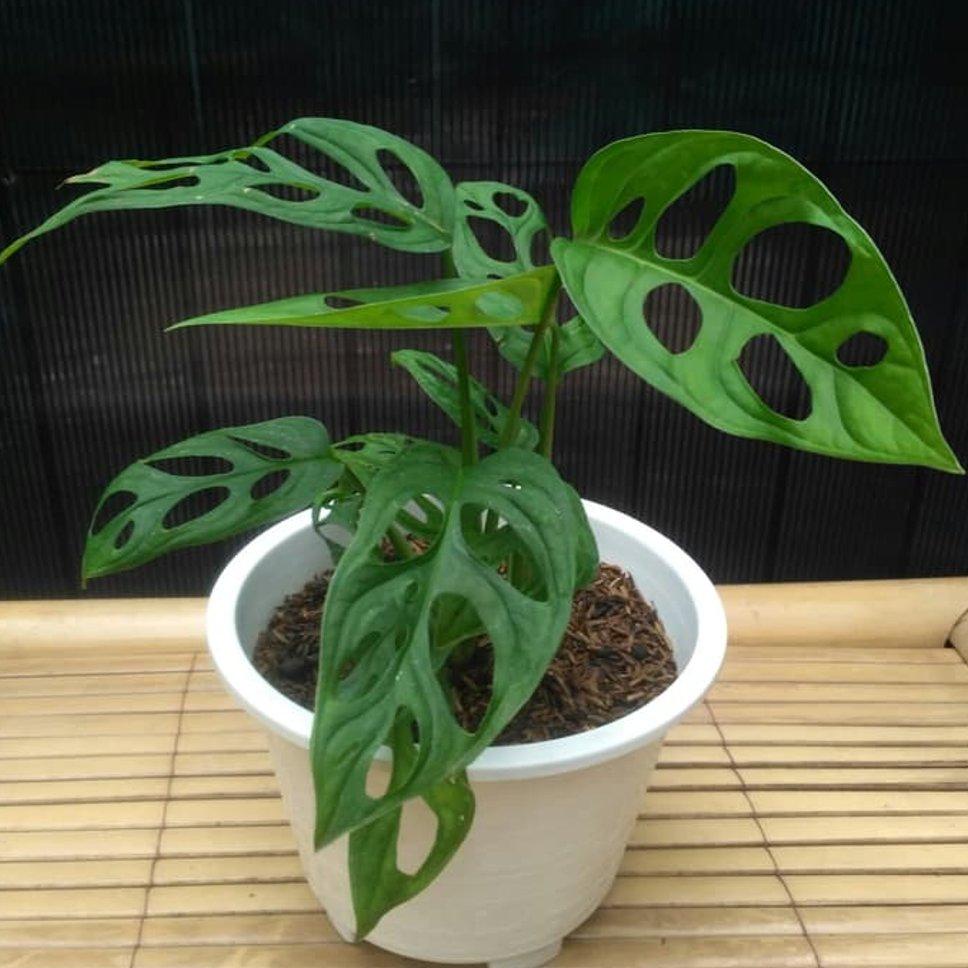Terlaris Tanaman Hias Hidup Monstera Obliqua Janda Bolong Tanaman Hidup+Bunga Hidup -Kembang Hidup A