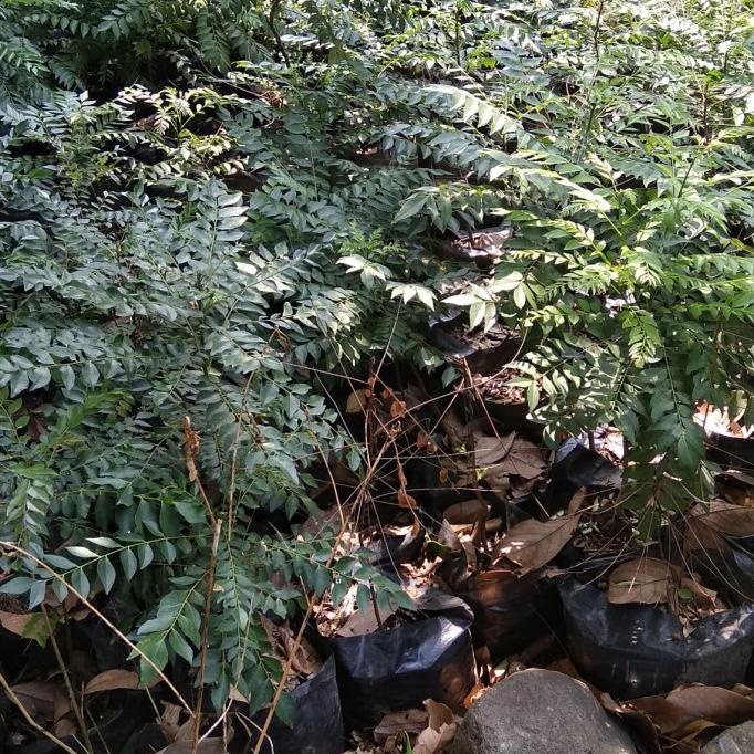 

Bibit pohon salam koja/ salam kari/daun temuruy