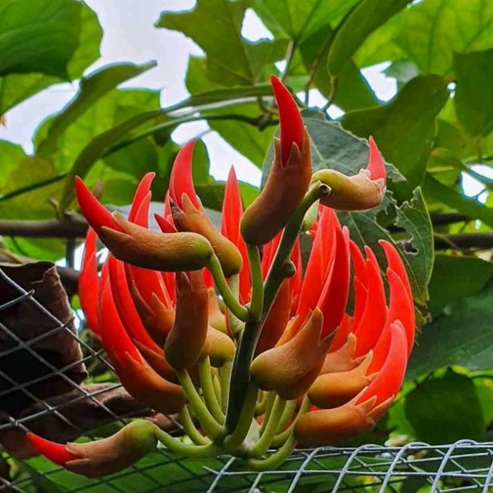 FLASH SALE BIBIT TANAMAN FLAME OF IRIAN MERAH API TINGGI150UP TERLARIS