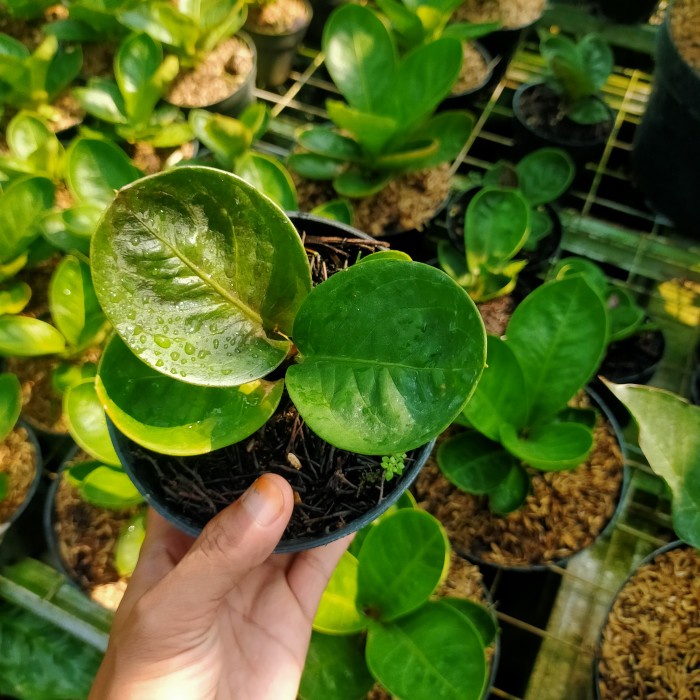 FLASH SALE TANAMAN HIAS ANTURIUM JEMANI MANGKOK GRANDPA/ANTURIUM MANGKOK TERBARU