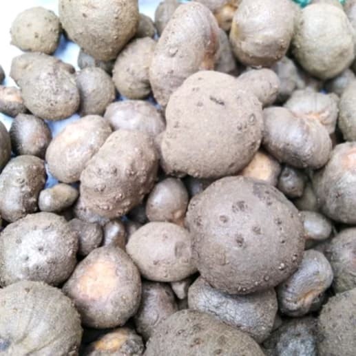 DISKON SPESIAL SEGAR UMBI KATAK PORANG UNTUK BIBIT BULBIL PORANG PALING MURAH TERBARU