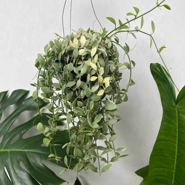 MUST HAVE DISCHIDIA CASCADE TERMURAH