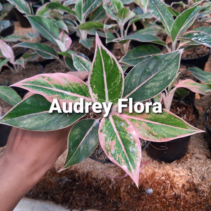 HOT SALE TANAMAN HIAS AGLONEMA LIPSTIK PUDING - LIPSTICK KW LOTUS TERMURAH