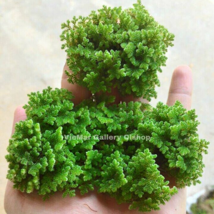 FLASH SALE AZOLLA MICROPHYLLA SUPER SEGAR ALTERNATIF PAKAN TERNAK COD BOGOR TERMURAH