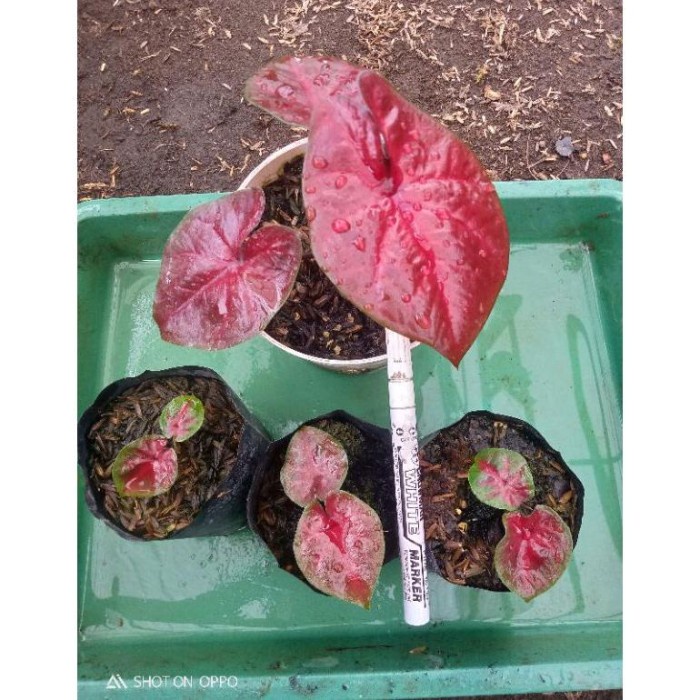 MUST HAVE CALADIUM RED DEVIL TERLARIS