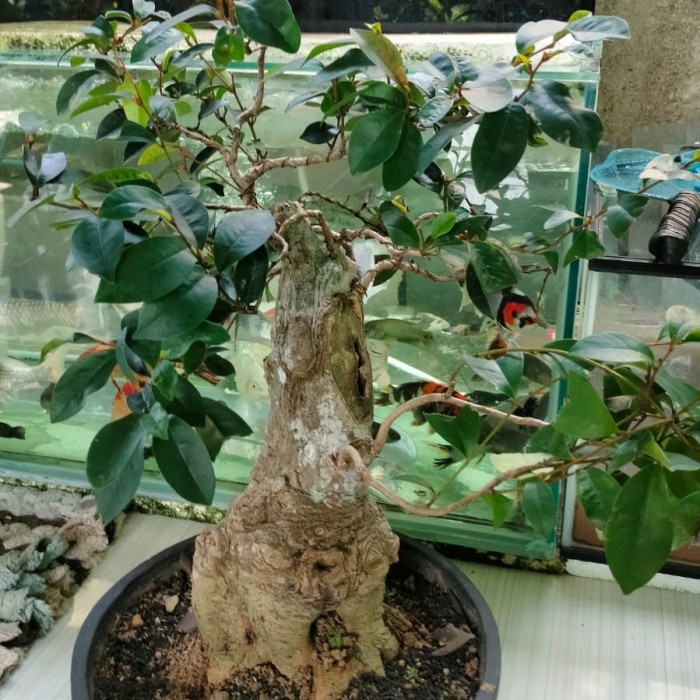 HOT SALE BONSAI SANCANG JADI TERMURAH