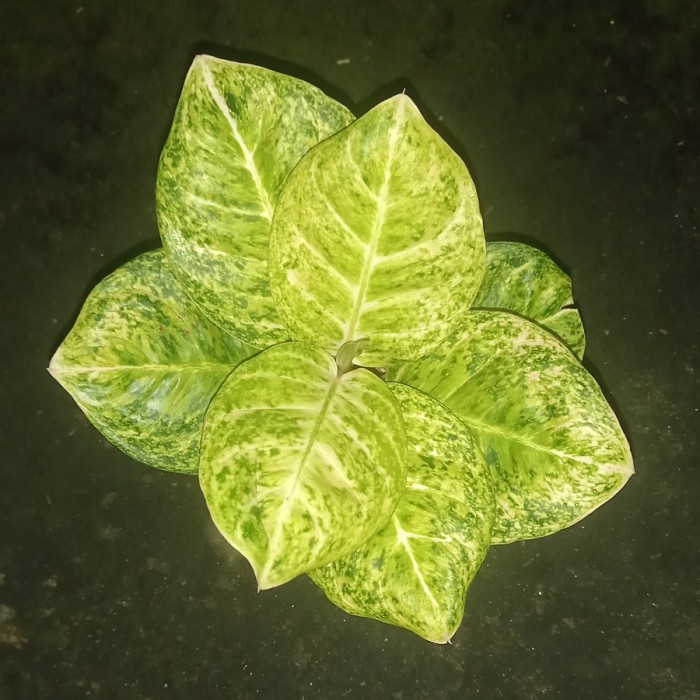 DISKON SPESIAL TANAMAN HIAS AGLAONEMA / AGLONEMA WULANDARI WHITE TERMURAH