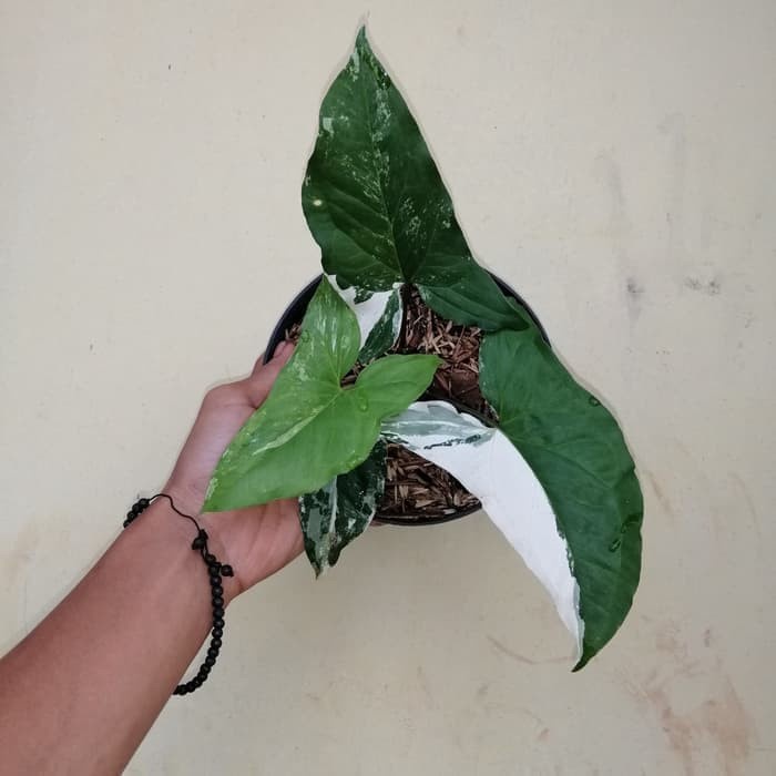 FLASH SALE JUAL TANAMAN HIAS SYNGONIUM VARIEGATA - SYNGONIUM VARIGATA _ TERMURAH
