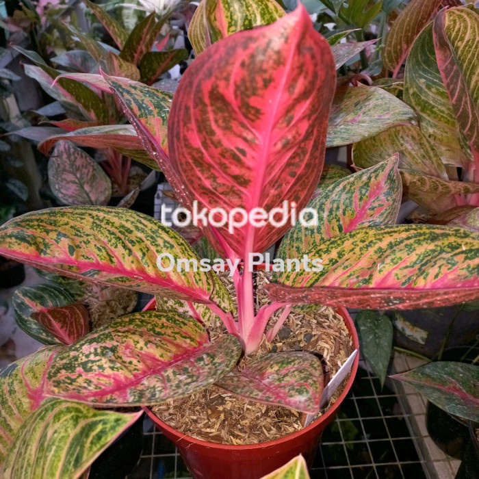 Best Seller Aglonema Widuri Tulang Merah