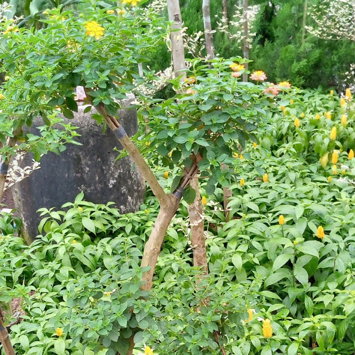 PROMO BONSAI LANTANA/TANAMAN HIAS/TANAMAN HIAS BUNGA LANTANA BONSAI TERMURAH