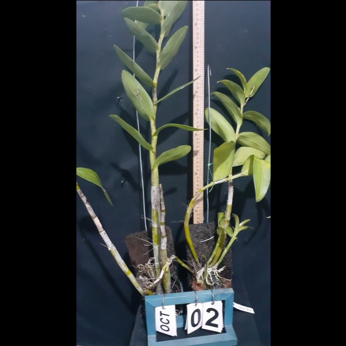 HOT SALE DENDROBIUM LINEALE BLUE DEWASA JUNGLE TERBARU