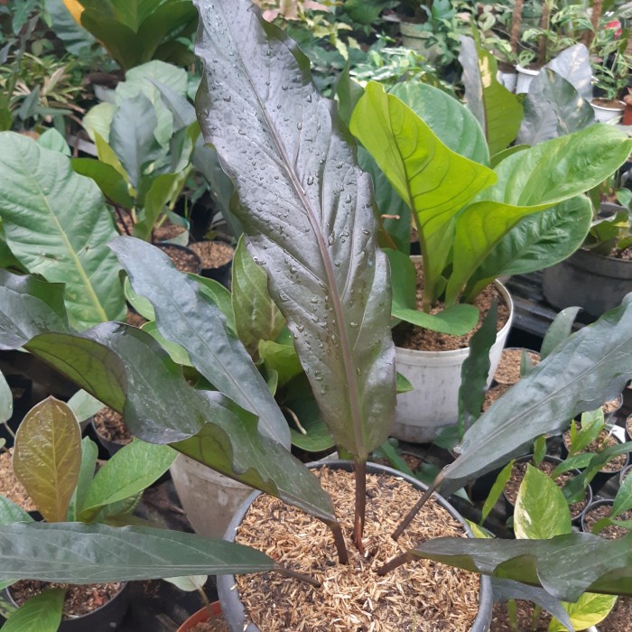 HOT SALE ANTHURIUM BLACK DRAGON ( BESAR ) SESUAI FOTO TERMURAH