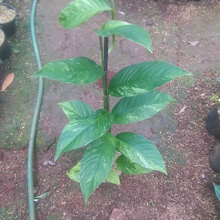 PROMO TANAMAN HIAS MONSTERA FORAMINIFERA VARIEGATA / DUDA BOLONG VARIEGATA TERBARU