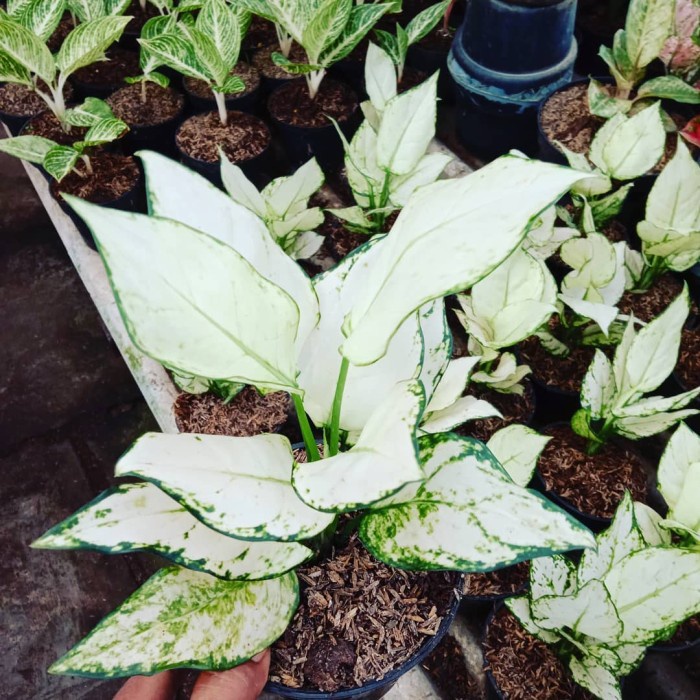PROMO AGLONEMA SUPER WHITE - AGLONEMA PUTIH TERBARU