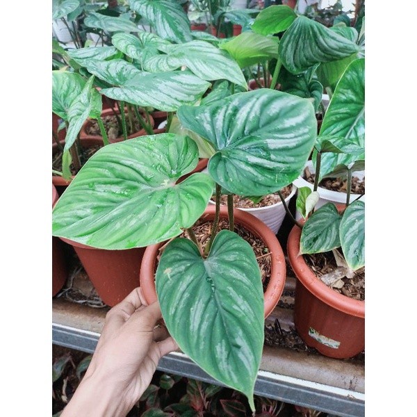 FLASH SALE PHILODENDRON PLOWMANII BLACK FACE / TANAMAN HIAS PHILO PLOWMANII TERLARIS