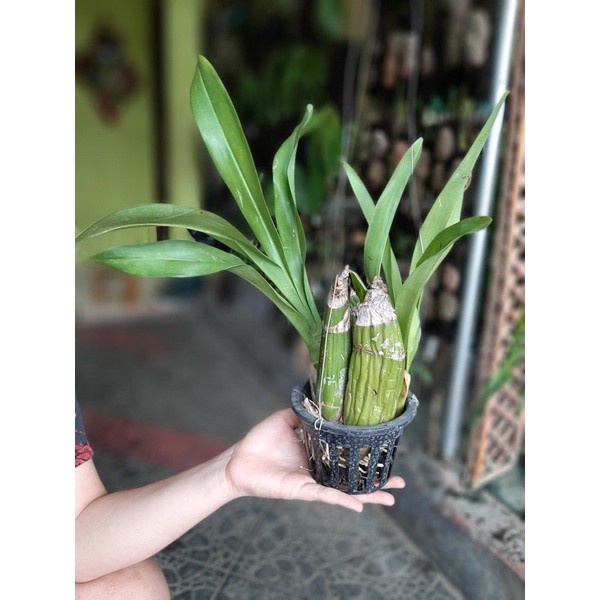 PROMO ANGGREK GRAMMATOPHYLLUM MEASURIANUM SP RUMPUN DEWASA SIAP BUNGA TERBARU