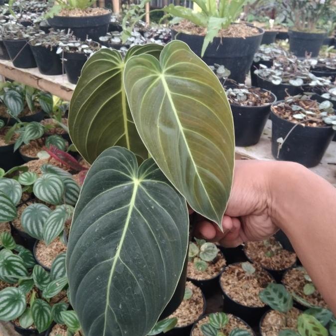 HOT SALE PROMO TANAMAN HIAS PHILODENDRON MELANOCHRYSUM ( BESAR ) TERLARIS