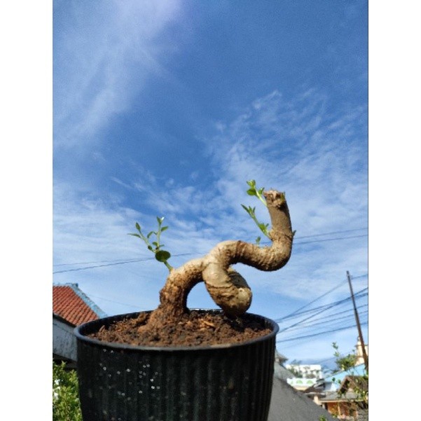 MUST HAVE!! BONSAI SANCANG MAME UNIK BAHAN BONSAI SANCANG MAME TERMURAH
