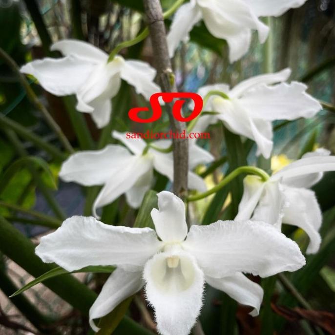 Sale 8.8 Dendrobium Anosmum Gigantea Var Alba "Remaja"