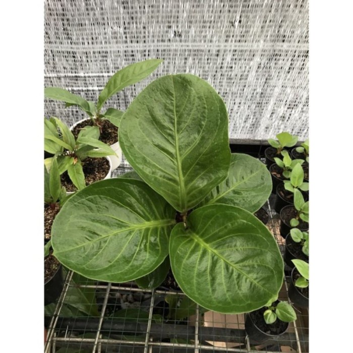 HOT SALE ANTHURIUM JEMANI MANGKOK BULAT / TANAMAN HIAS ANTURIUM JEMANI MANGKOK TERLARIS