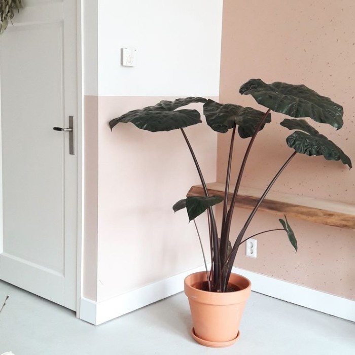 PROMO MONSTERA ALOCASIA SARAWAKENSIS YUCATAN PRINCESS TERLARIS