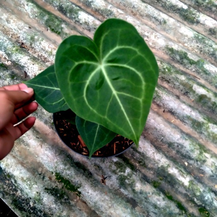 HOT SALE ANTHURIUM KING OF CLARINERVIUM ORI TARANTULA ORI SIZE SMALL - GF TERLARIS