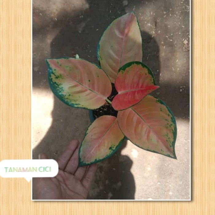 MUST HAVE AGLONEMA ANAKAN PANCAWATI AGLO SULTAN BRUNEI REAL PICTURE TERLARIS