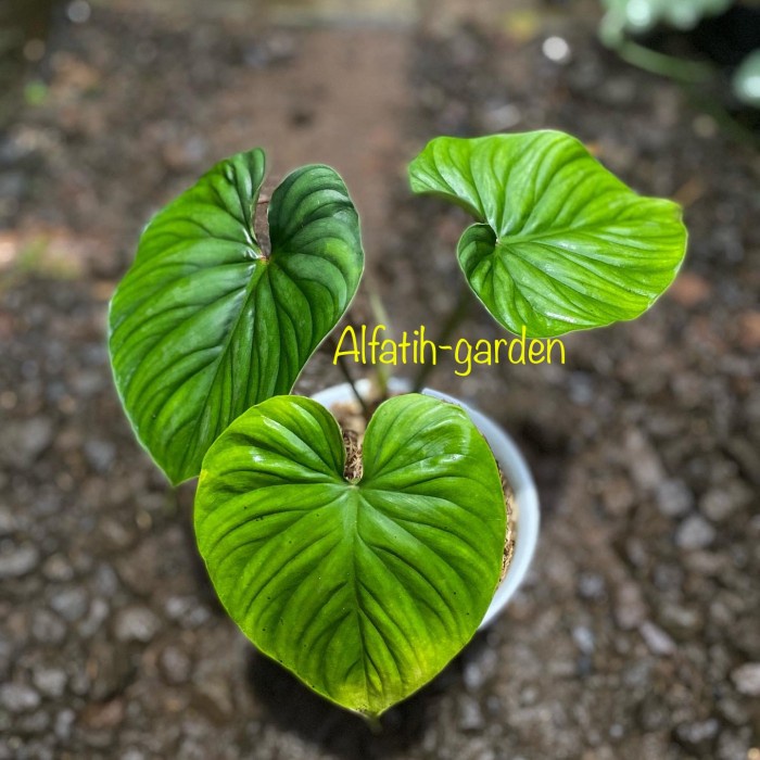 PROMO PHILODENDRON PLOWMANII NARROW FORM(DAUN BESAR) TERMURAH