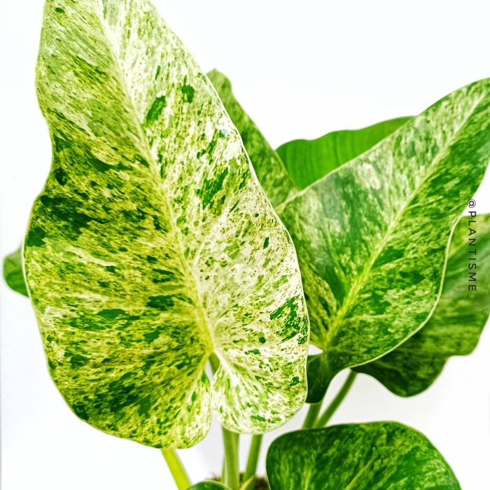HOT SALE PHILO MARBLE VARIEGATA PHILODENDRON MONSTERA VARIGATED TERMURAH