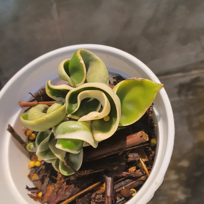 MUST HAVE HOYA COMPACTA REGALIS TERLARIS