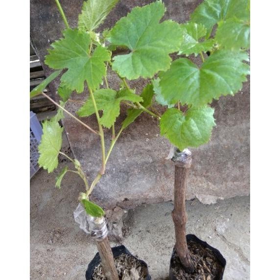 HOT SALE SALE 3 BIBIT ANGGUR IMPOR VARIAN AK.MF.JULIA, JUPITER.EVERES MURAH TERMURAH