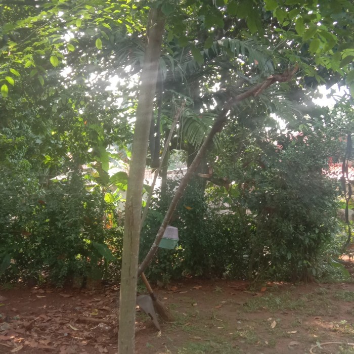 MUST HAVE POHON ANGSANA. 3 M 2 POHON TERMURAH