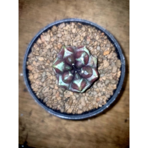 Kaktus Gymnocalycium-gymno Daydream/Day Dream Ownroot