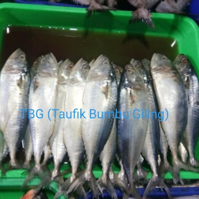 

ikan kembung segar 1kg