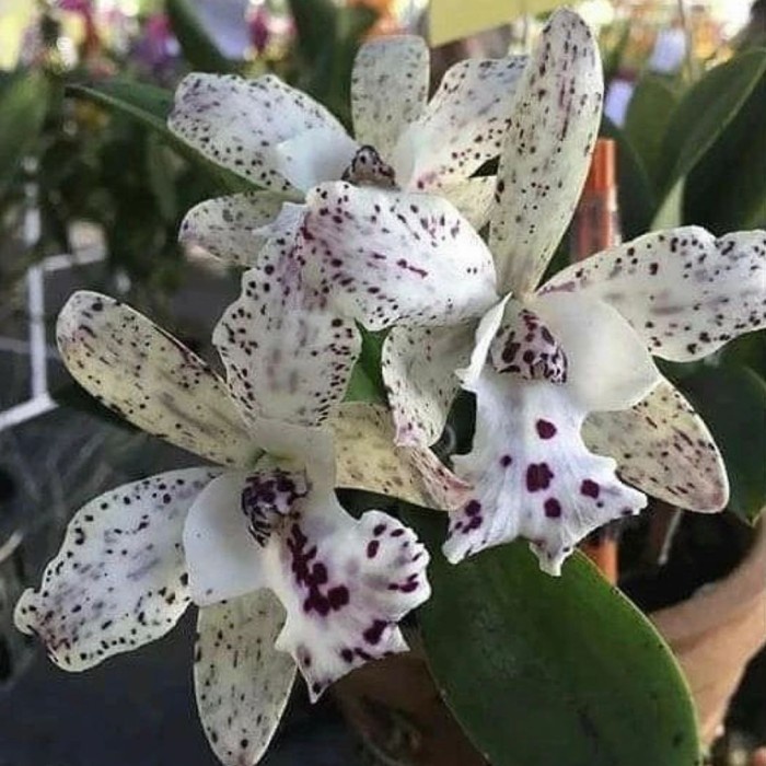 ANGGREK CATTLEYA JAIRAK COSMOS ORIGINAL