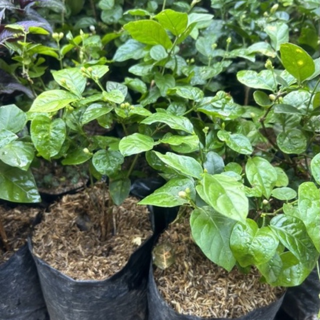 TANAMAN MELATI / BUNGA MELATI / MELATI PUTIH / BUNGA MELATI KAMPUNG / MELATI PENGANTIN