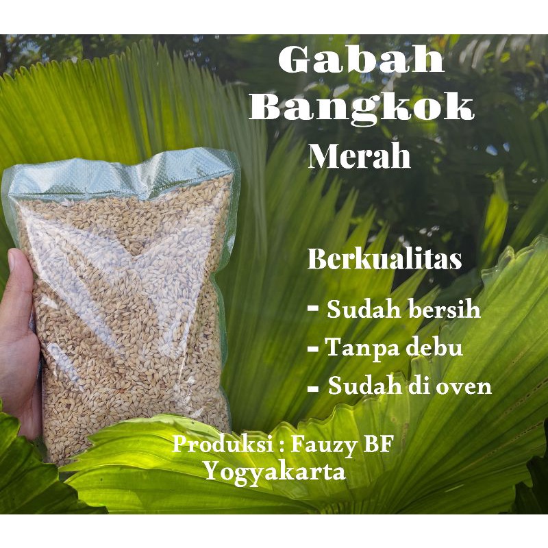 

Gabah bangkok Merah 1kg sudah di oven