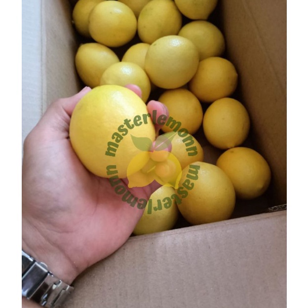 

⚡GROSIR⚡ Lemon California 1KG/ 1000gr (ISI 6-9 BUAH)