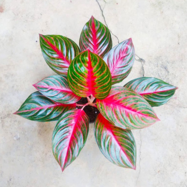 MENARIK. Aglonema Red Borju Dewasa