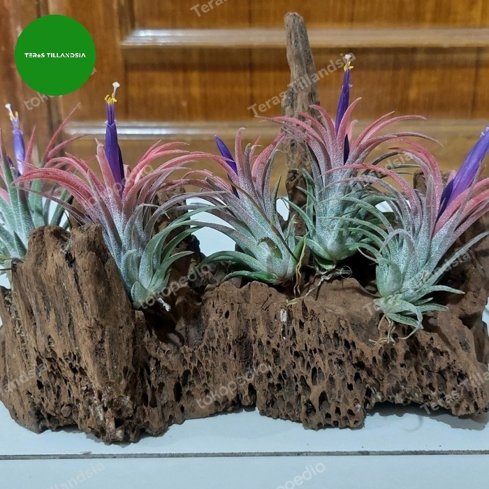 Terlaris Paket 5 -Tillandsia Ionantha Rubra