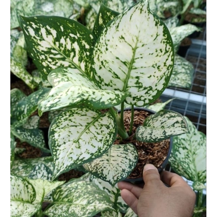 ➳EWh Aglonema dut white anjamani ✯ ✵